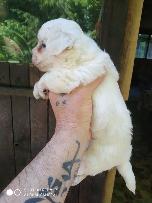 СУПЕР МИНИ Малтийска Болонка Доставка