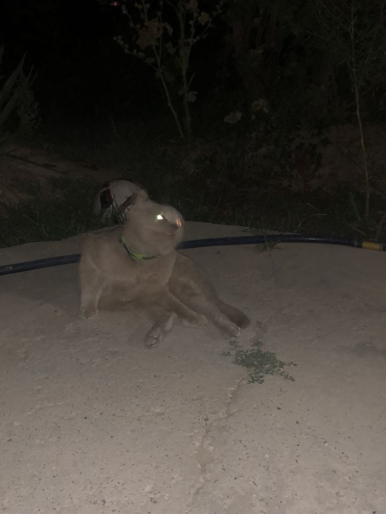 Кошка глей красавиц 2 года
