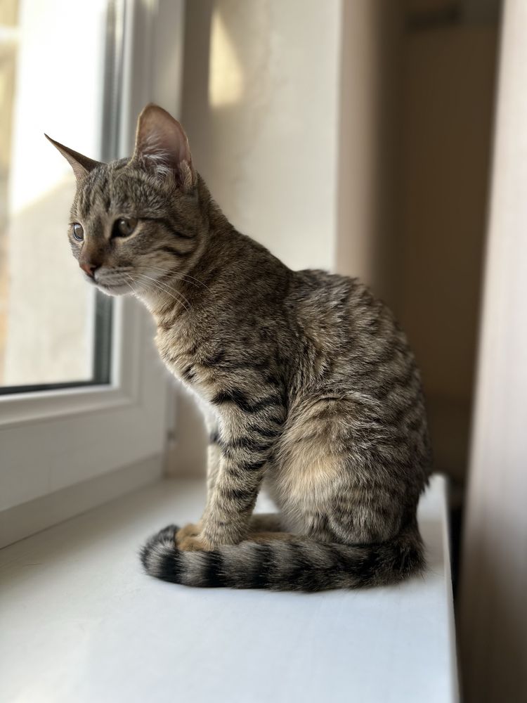 Котенок в добрые руки