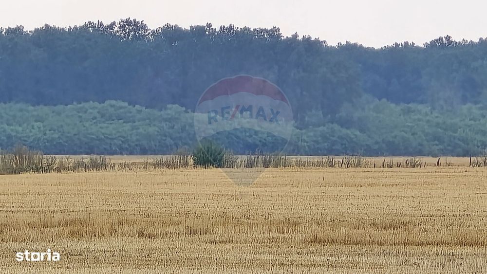 Teren intravilan Buftea, langa Padurea Mocanului