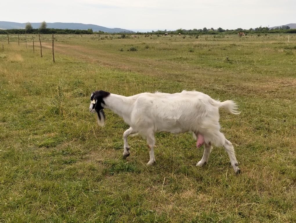 Capră de vânzare