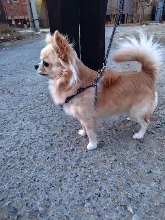 Вязка собак Чихуахуа кабель