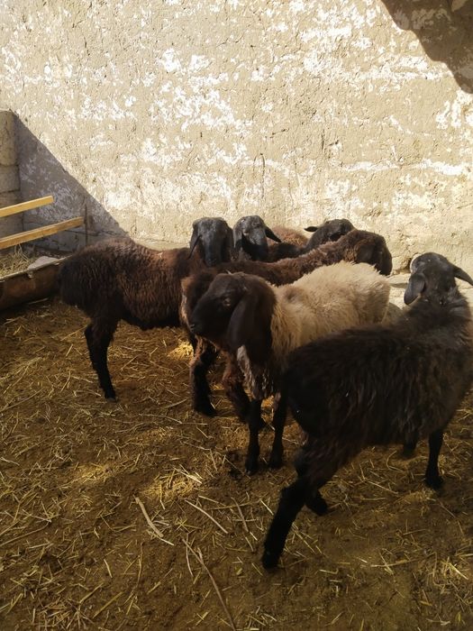 Кучкорлар сотилади