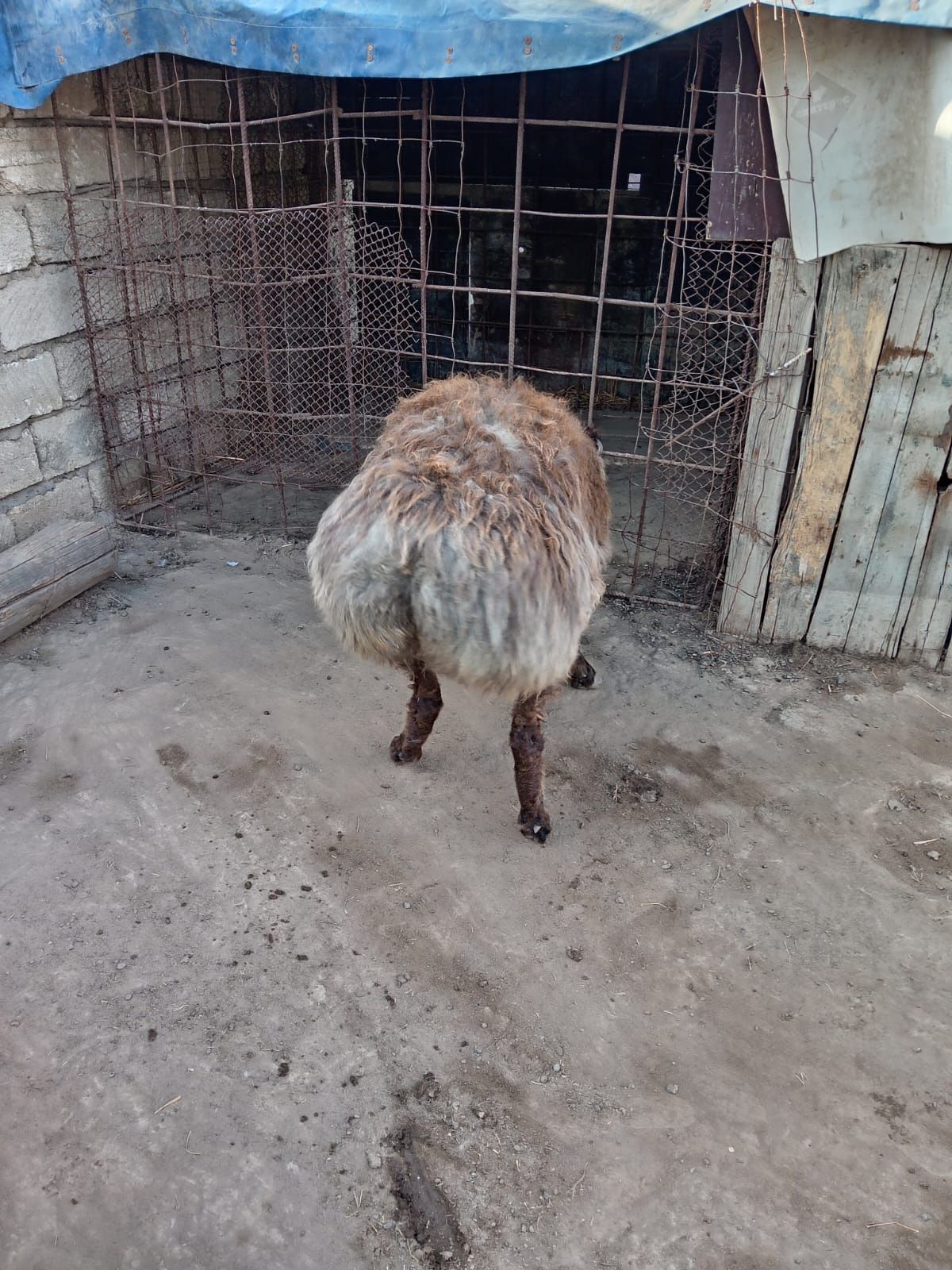 Срочно Продам барана