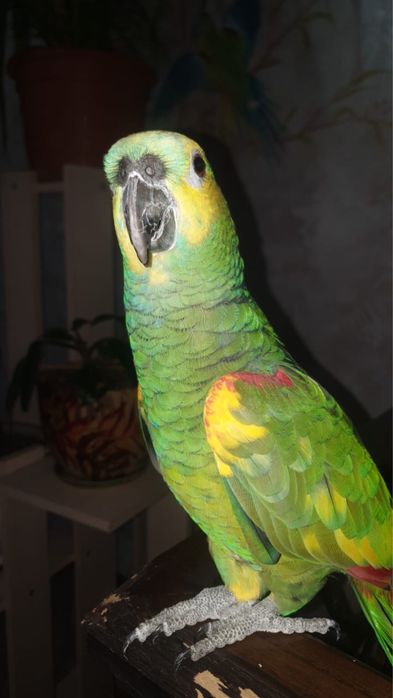 Говорящий попугай Венесуэльский амазон