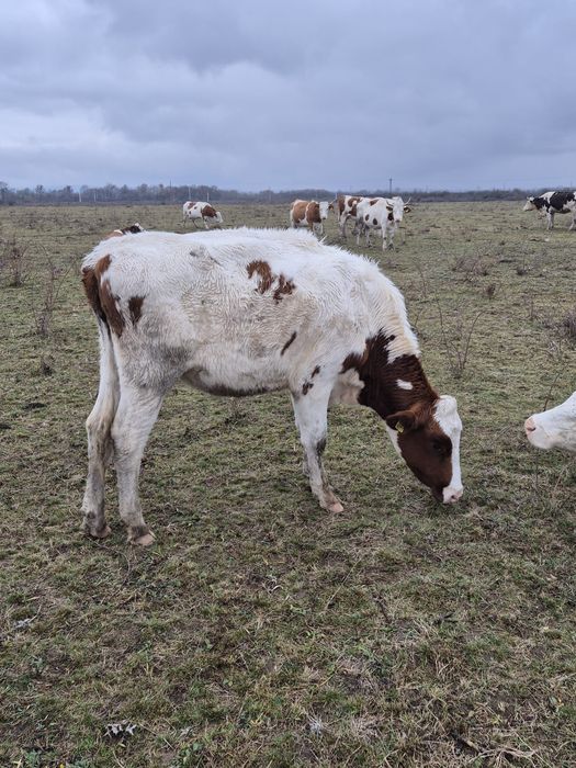 Vand 5 juninci,vitele,vaci