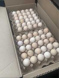 Инкубациялык жумыртка бройлер Росс-308 Инкубационные яйца бройлер