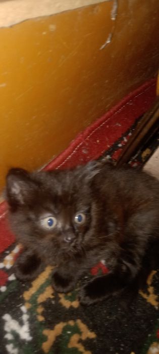 Котятки ищут дом и добрых людей
