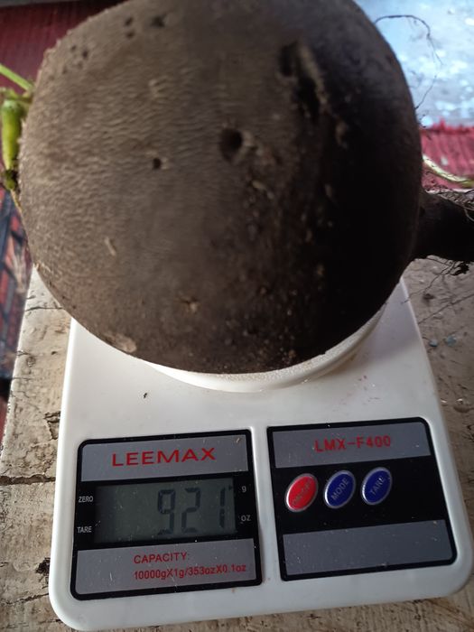 Дачная черная редька