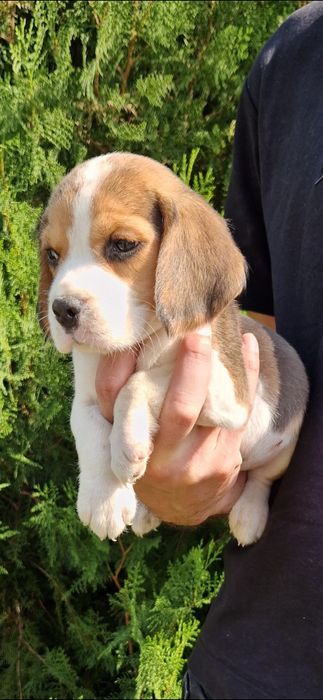 Pui beagle tricolor baietel