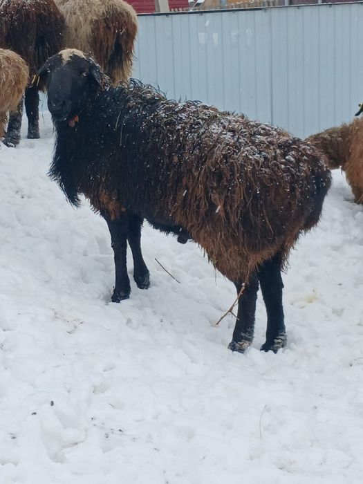 Продам барана живьём