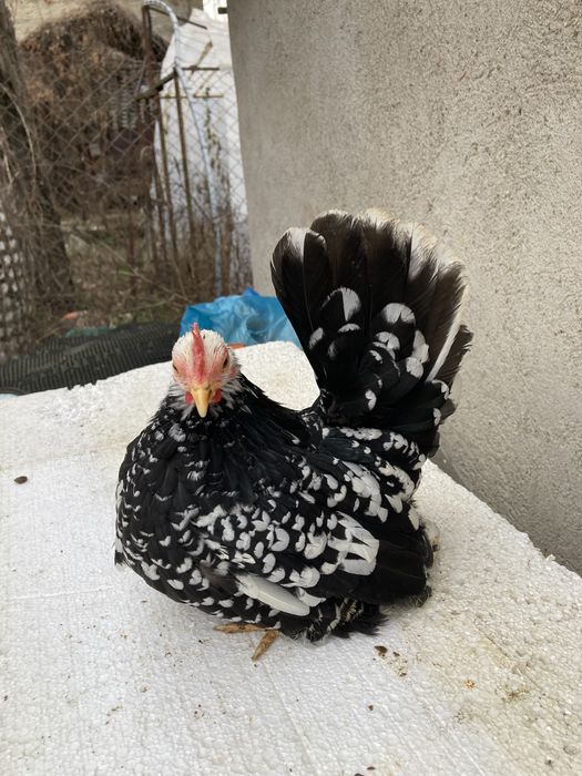 Frumuseti pt orice curti si grădini de vânzare !