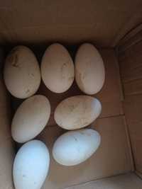 Ouă gâsca pentru incubat