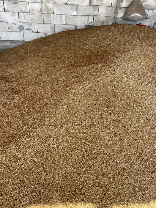 Vand floarea soarelui