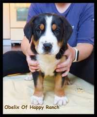 Vand Pui Greater Swiss Mountain Dog