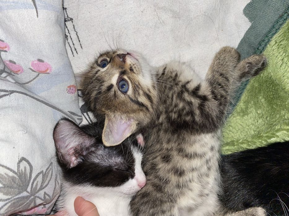 Отмам котят в добрые руки