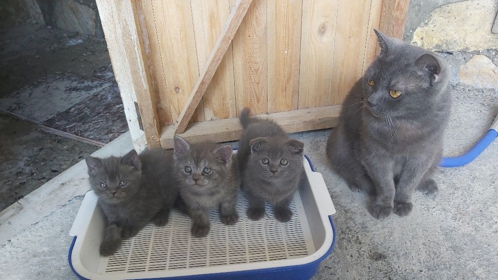 British Shorthair Mushuk