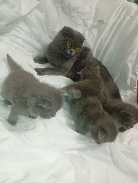 Scottish Fold и Scottish Straight.