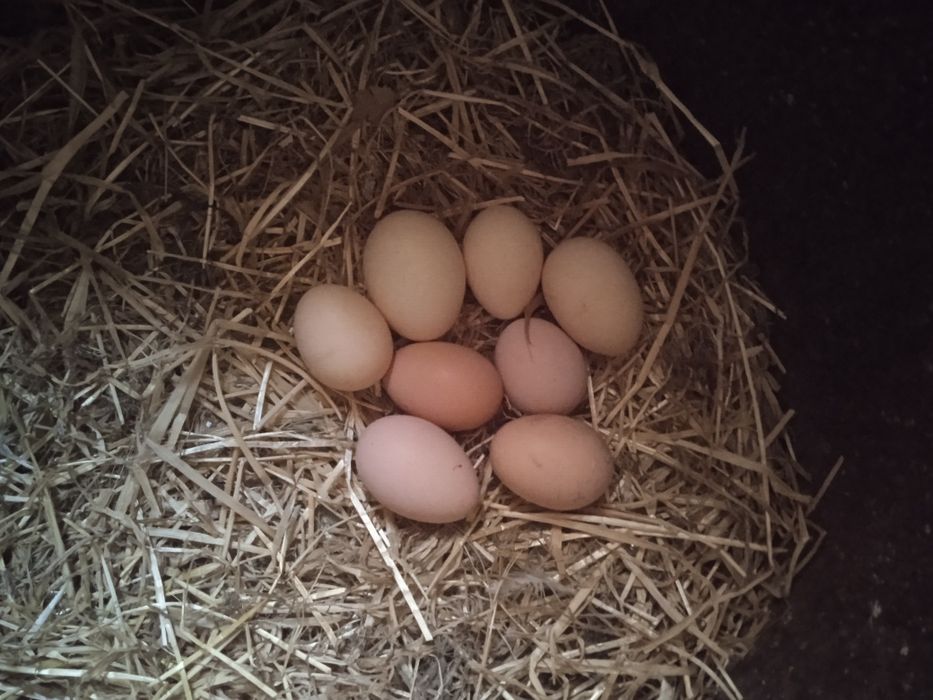 Яйца корейских кур