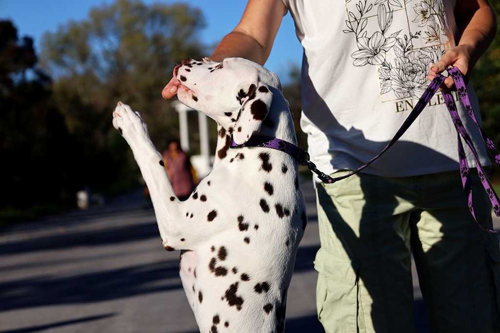 Далматин момче не за изложби и розплод