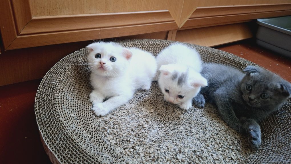 Продаются котята