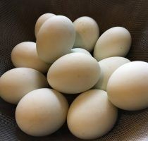 Продам инкубационное яйцо утки