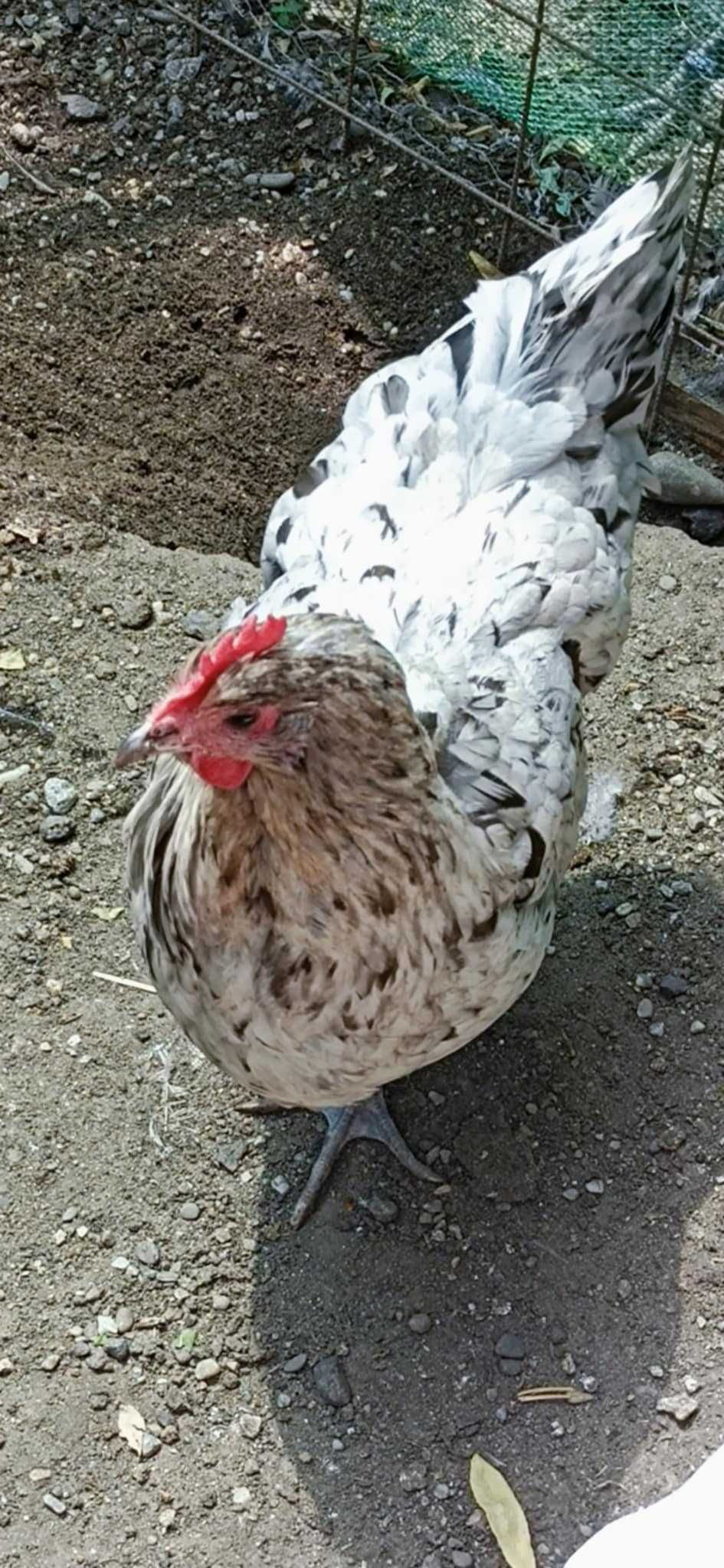 Matca AUSTRALORP 2024 pentru ferma ta