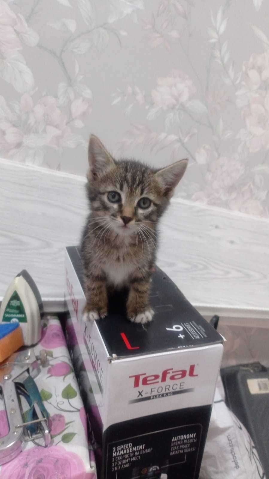 Котёнок, девочка в добрые руки
