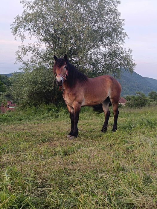 Iapa de 4 ani de vânzare.