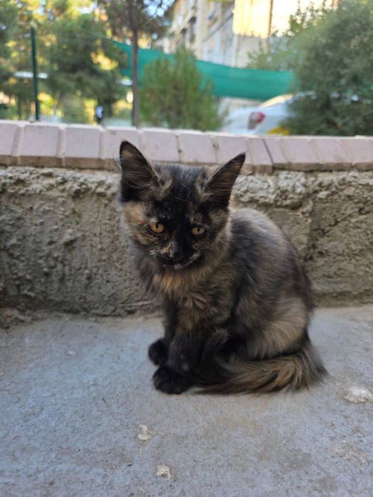 Котята ищут семью и дом!