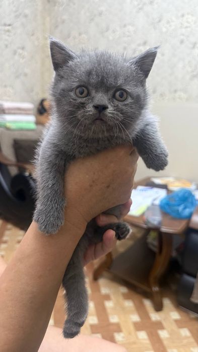Шотландцы Скоттиш-Фолд (вислоухий 1 мальчик) Скоттиш-Страйт 3 девочки