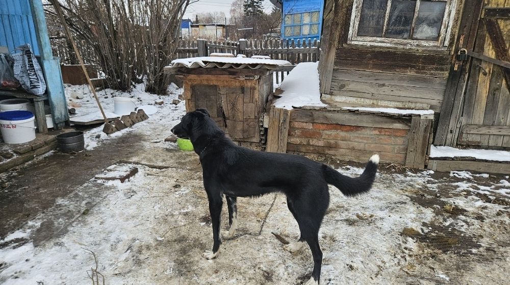 Отдам собаку молодую 10 месяцев