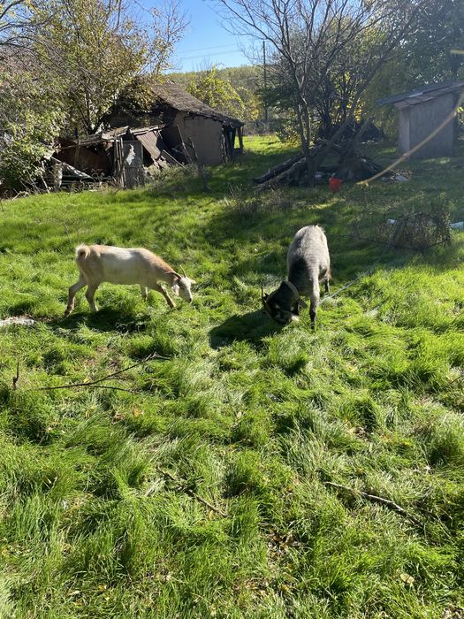 Vând 2 capre gestante , una are un an si cealanta 3