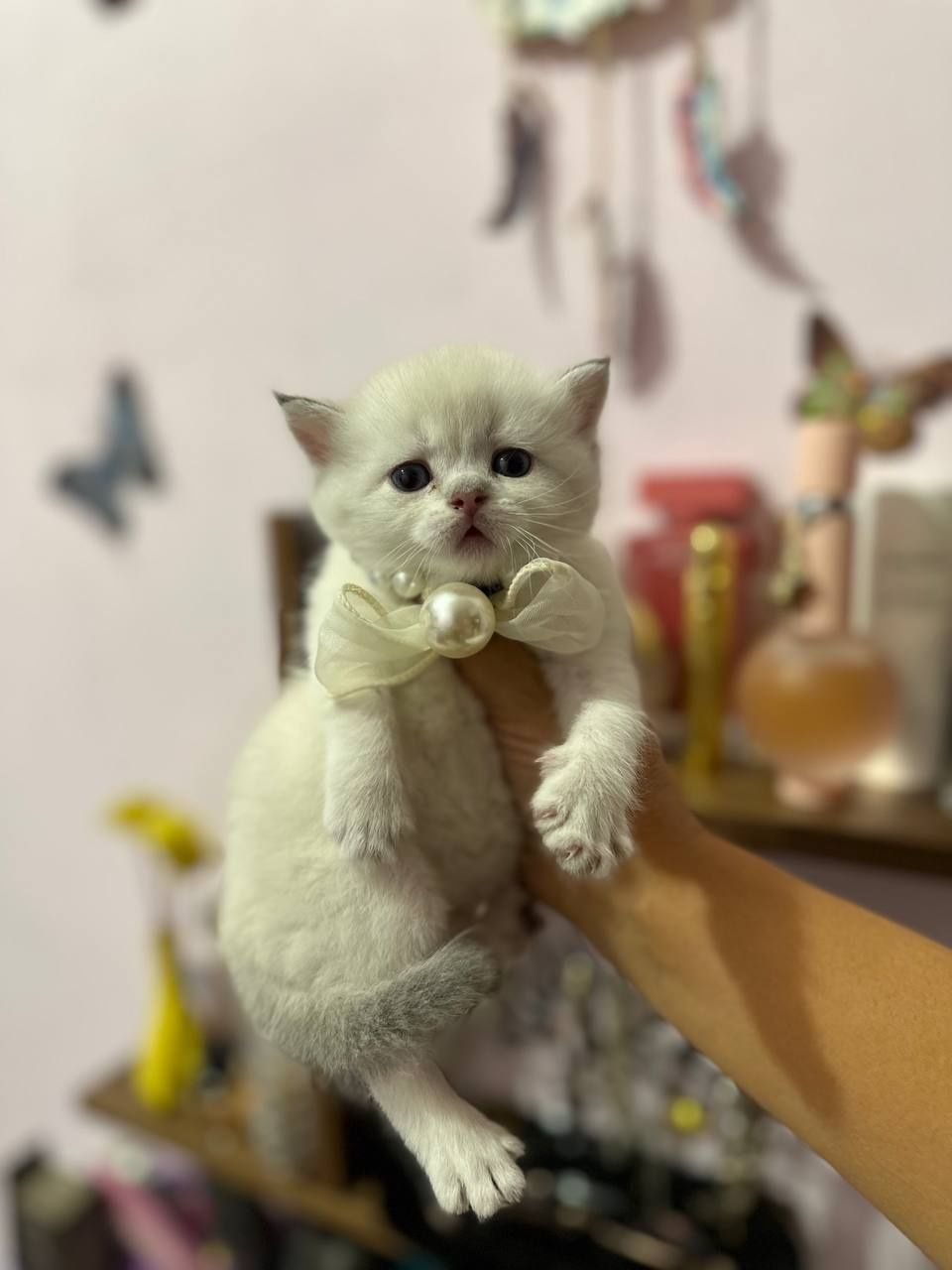 Продаются шикарные чистокровные котята Скоттиш страйт