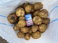 Продажа картофеля сорта ГАЛА и КОЛОМБО