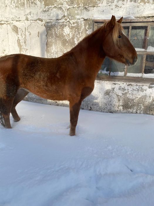 Продам кабылу 5лет
