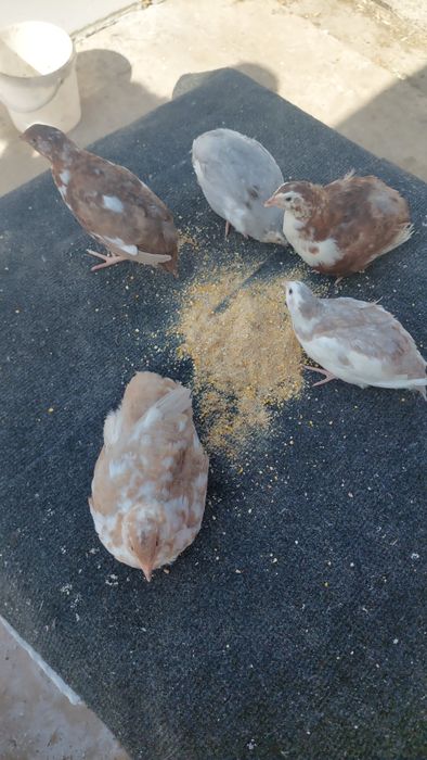 Vând prepelite 5 rase