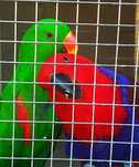 Papagali Eclectus maturi