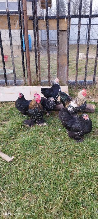 Găini pitice mii de flori 4+2