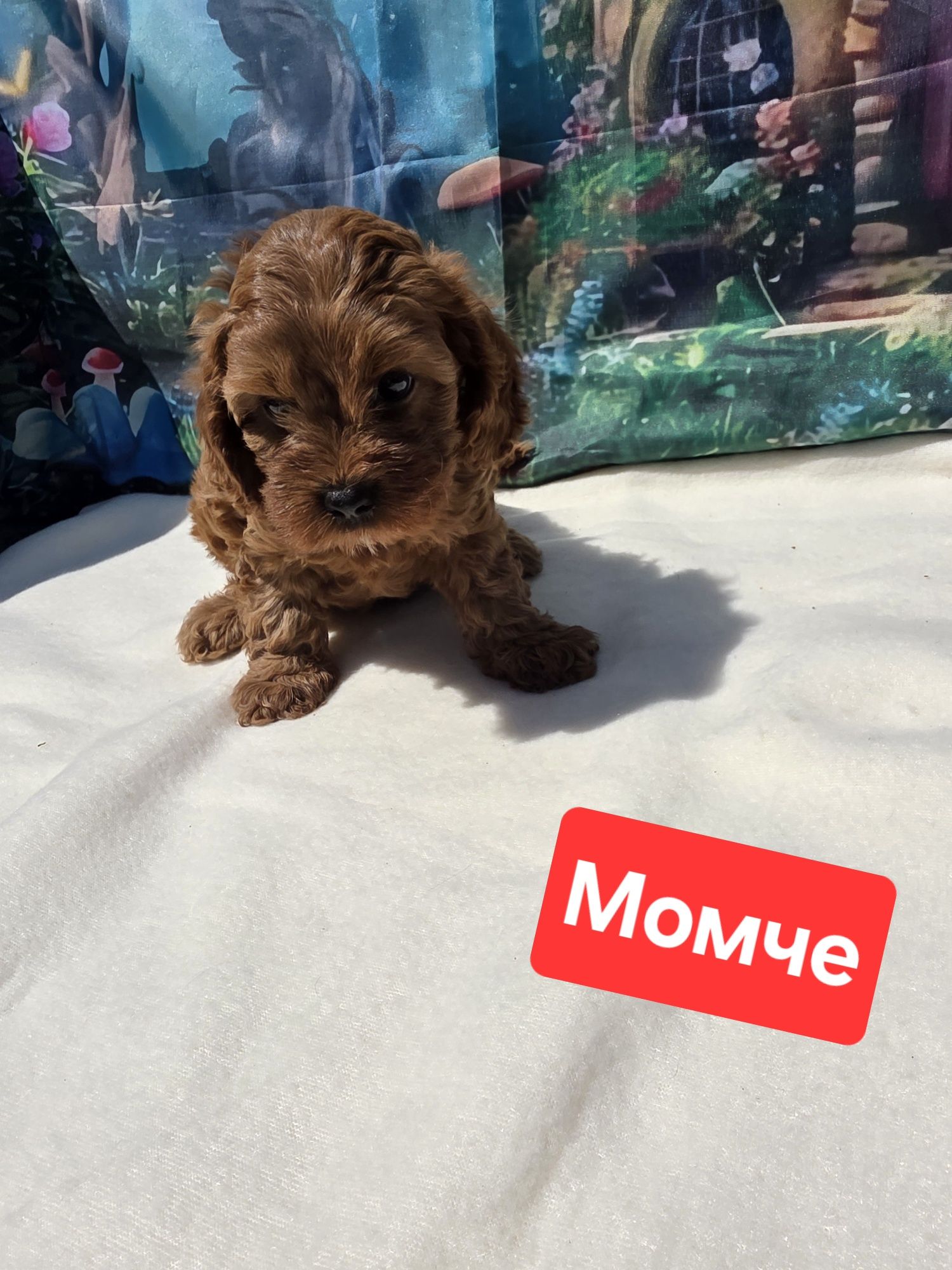 Кавапу/Cavapoo/Toy poodle