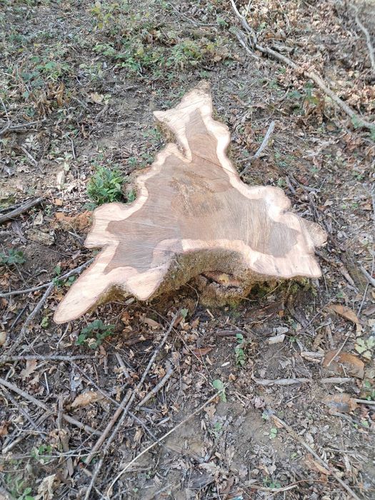 Rondele proaspete de stejar