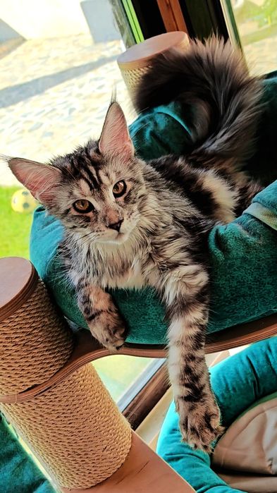 Pisică din rasa Maine Coon