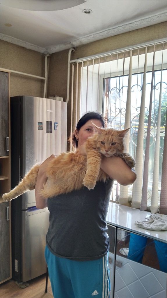 Передержка кошек