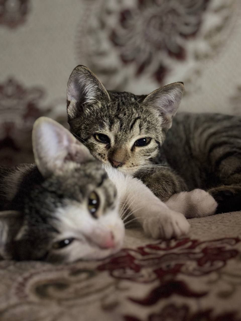 Котята ищут дом, спасённые с улицы малыши