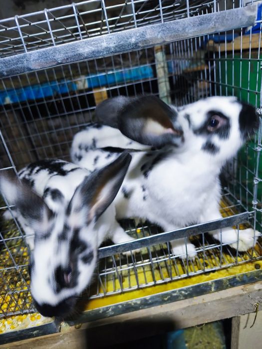 VândIepuri de casã