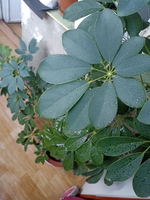 Цветок шефлера. Для дома и офиса