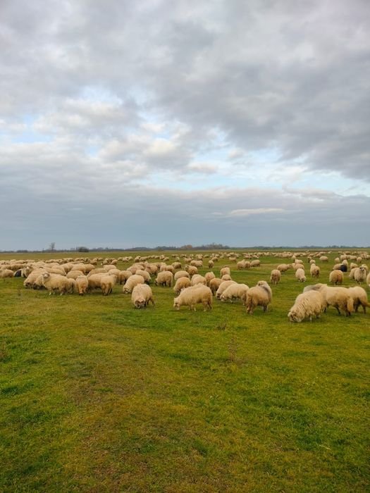Oi de vânzare la a 3,2,1 fătare
