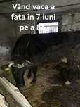 Vând vaca gestanta în 7 pe a opta luna