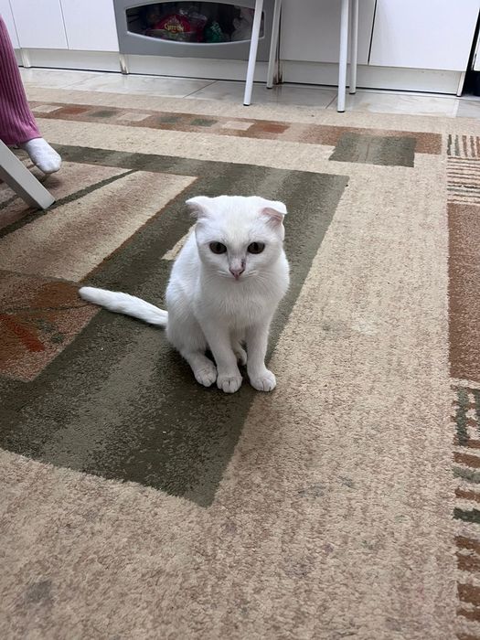 үй мысығы үйретілген