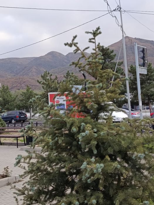 Обрезка плодовых деревьев